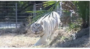 Tijger GIF. Dieren Tijger Gifs Hipsta 