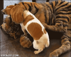 Tijger GIF. Dieren Tijger Gifs Opgewonden Gebrul Grommen Bakkebaarden 
