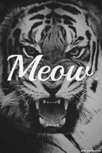Tijger GIF. Dieren Tijger Gifs S Ontzagwekkend 