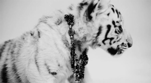 Tijger GIF. Dieren Natuur Tijger Gifs Dier Dieren+in+het+wild 