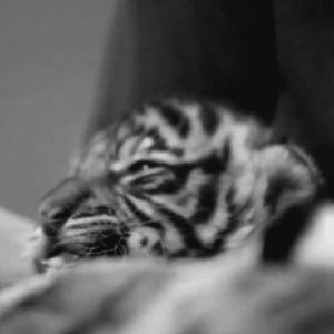 Tijger GIF. Dieren Ogen Tijger Gifs Opgewonden Gebrul Grommen Kooi 