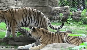 Tijger GIF. Dieren Dierentuin Tijger Gifs Aanval 