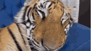 Tijger GIF. Dieren Dromen Tijger Gifs 