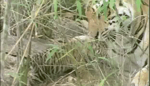 Tijger GIF. Dieren Tijger Gifs Opgewonden Gebrul Grommen Bakkebaarden 