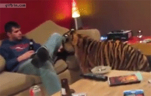 Tijger GIF. Dieren Voedsel Tijger Gifs Vent Probeert 