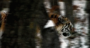 Tijger GIF. Dieren Tijger Gifs Dier Bengalen Siberisch 