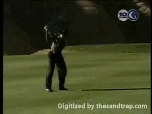 Tijger GIF. Dieren Natuur Tijger Gifs Dier Dieren+in+het+wild 