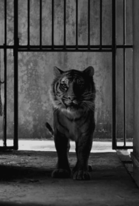 Tijger GIF. Dieren Film Tijger Boot Gifs Gek 4 