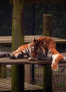 Tijger GIF. Dieren Water Tijger Blauw Gifs Dier 