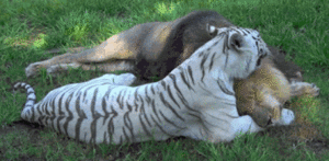 Tijger GIF. Dieren Tijger Gifs 