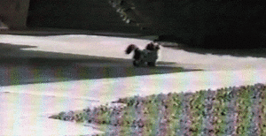 Tijger GIF. Dieren Tijger Gifs Dier Bengalen Siberisch 