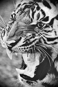 Tijger GIF. Dieren Zwemmen Water Tijger Gifs Poten 
