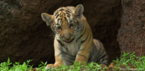 Tijger GIF. Dieren Dromen Tijger Gifs 