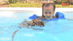 Tijger GIF. Dieren Dierentuin Natuur Tijger Gifs Dier Gebrul Chilling 
