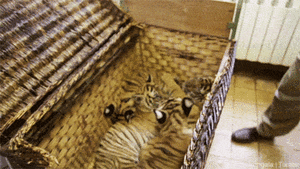 Baby GIF. Baby Gifs  Ontspannend Welp Chilling Lekker+liggen 