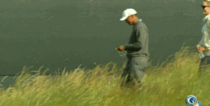 Tijger GIF. Dieren Grappig Tijger Gifs Likken Het+liggen 