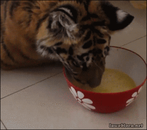 Tijger GIF. Dieren Liefde Sneeuw Tijger Omhelzing Gifs Sprong 