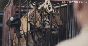 Tijger GIF. Dieren Tijger Gifs 