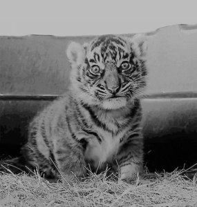 Tijger GIF. Dieren Kunst Luipaard Tijger Gifs Animatie Kclogg 