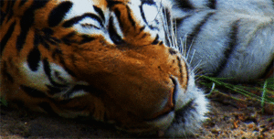 Tijger GIF. Dieren Melk Tijger Gifs Welp 