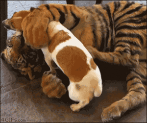 Tijger GIF. Dieren Spelen Tijger Gifs Hond Bijtend Niet+onder+de+indruk 