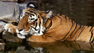 Tijger GIF. Dieren Tijger Gifs 