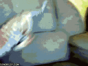 Tijger GIF. Dieren Tijger Gifs 