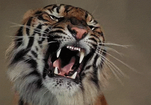 Tijger GIF. Dieren Natuur Wild Gebit Tijger Gifs Gebrul Bakkebaarden 