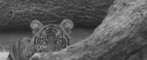 Tijger GIF. Dieren Tong Tijger Gifs Majestueus 