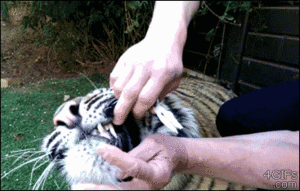 Tijger GIF. Dieren Tijger Gifs Pandasproblems 