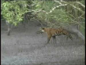 Tijger GIF. Dieren Natuur Tijger Gifs Koel 