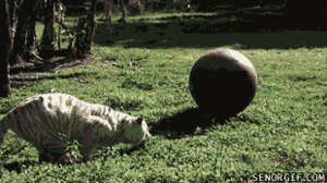Tijger GIF. Dieren Natuur Tijger Gifs 