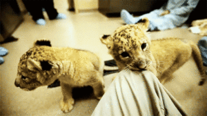 Tijger GIF. Dieren Ogen Tijger Gifs Opgewonden Gebrul Grommen Kooi 