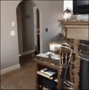 Tijger GIF. Dieren Tijger Gifs 