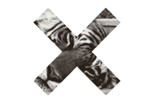 Tijger GIF. Dieren Dromen Tijger Gifs 