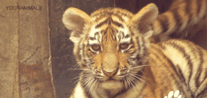 Tijger GIF. Dieren Dierentuin Tijger Gifs Dier Knipperen Relaxed Welp Chilling 