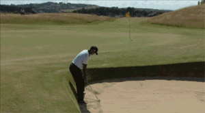 Tijger GIF. Dieren Tijger Gifs 