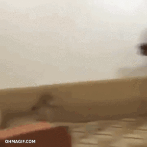 Tijger GIF. Dieren Liefde Sneeuw Tijger Omhelzing Gifs Sprong 