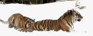 Tijger GIF. Dieren Liefde Sneeuw Tijger Omhelzing Gifs Sprong 