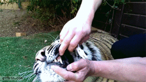 Tijger GIF. Dieren Tijger Gifs 