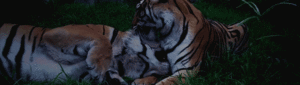 Tijger GIF. Dieren Tijger Gifs 