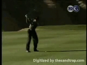 Tijger GIF. Dieren Tijger Gifs 