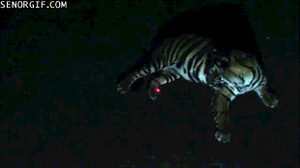 Tijger GIF. Dieren Tijger Gifs 