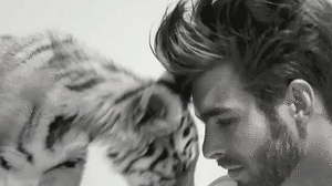 Tijger GIF. Dieren Tijger Gifs Wakker 