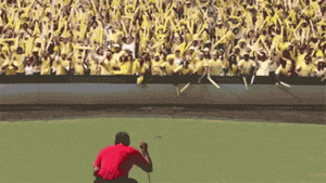 Tijger GIF. Dieren Bang Tijger Gifs Dragen 