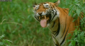 Tijger GIF. Dieren Tijgers Tijger Gifs 