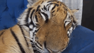 Tijger GIF. Dieren Tijger Gifs Omhoog Ontwaken 