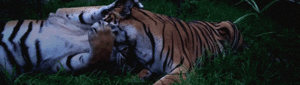 Tijger GIF. Dieren Tijger Gifs Handtastelijkheden Relaxed 