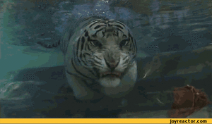 Tijger GIF. Dieren Kat Tijger Gifs Knipperen Chilling 
