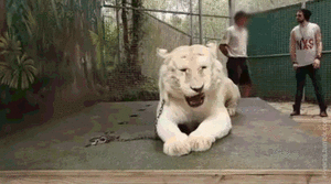 Tijger GIF. Dieren Spelen Tijger Gifs Hond Bijtend Niet+onder+de+indruk 